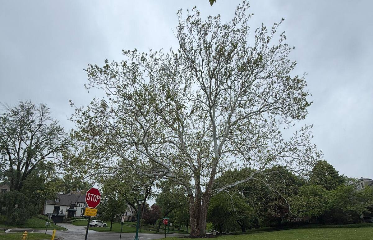 The Cambridge sycamore filling the sky over the corner of Cambridge Boulevard and Guilford Road on an overcast spring day, white upper limbs showing through young leaves
