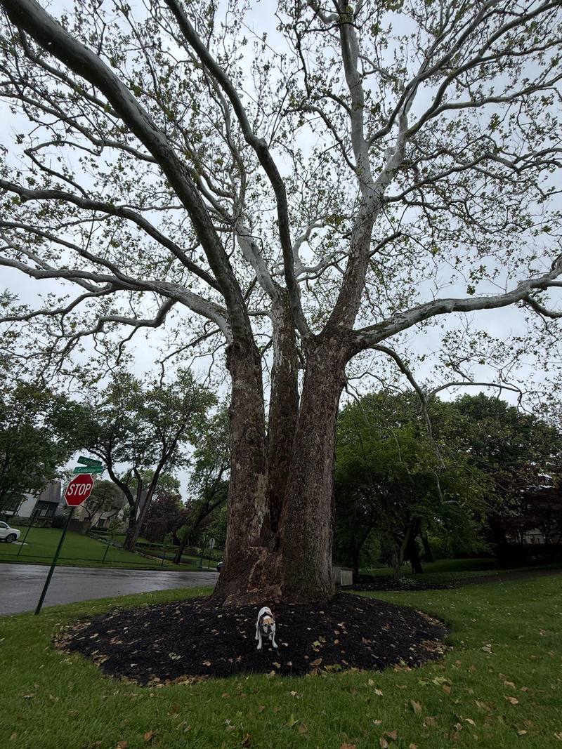 Stella, a French bulldog, sitting in the mulch at the base of the sycamore's three massive trunks, dwarfed beneath them, with the Cambridge and Guilford street signs at left