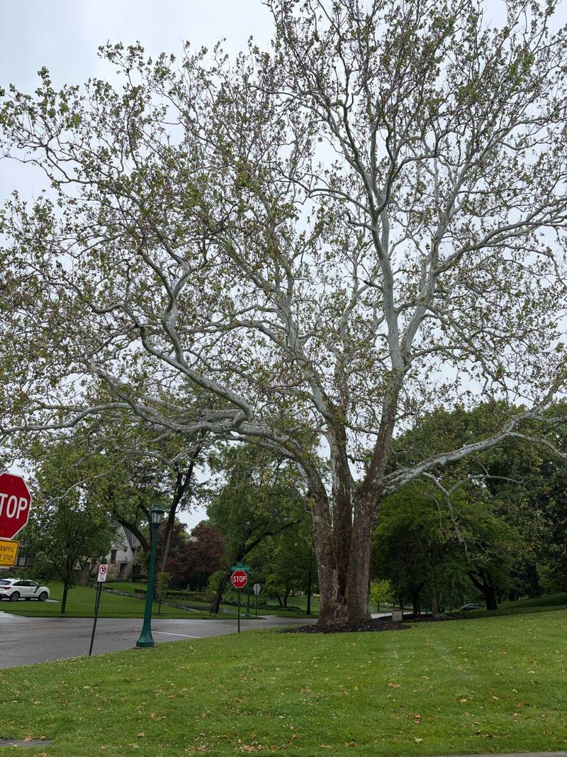 The sycamore's full form from across the street: three co-dominant stems rising from one base into a wide crown of white branches