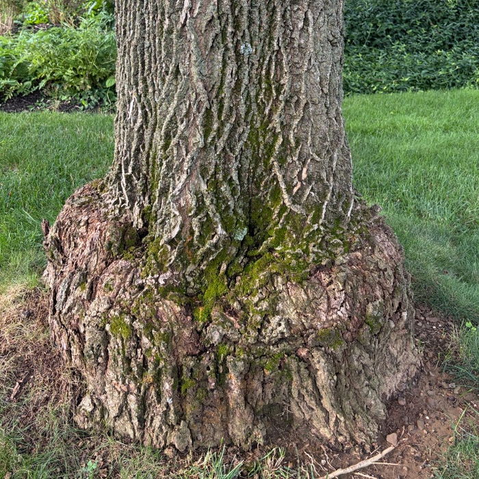 Mossy basal flare of a white ash swelling out of mown turf